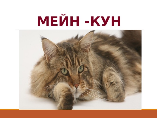 МЕЙН -КУН 