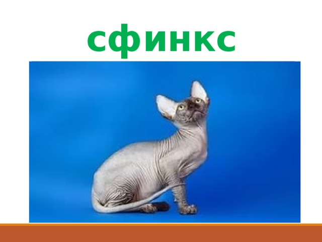 сфинкс 