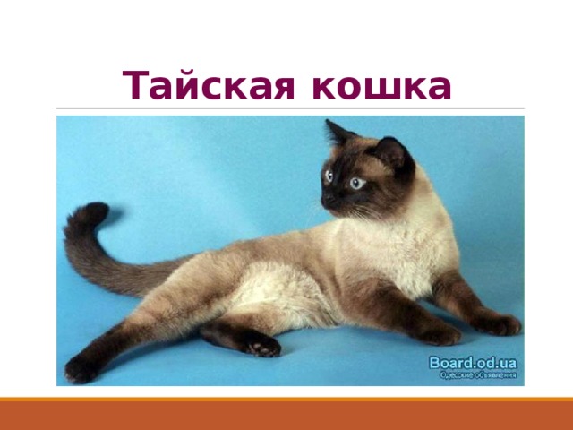 Тайская кошка 