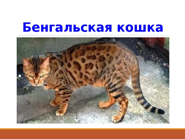 Бенгальская кошка 