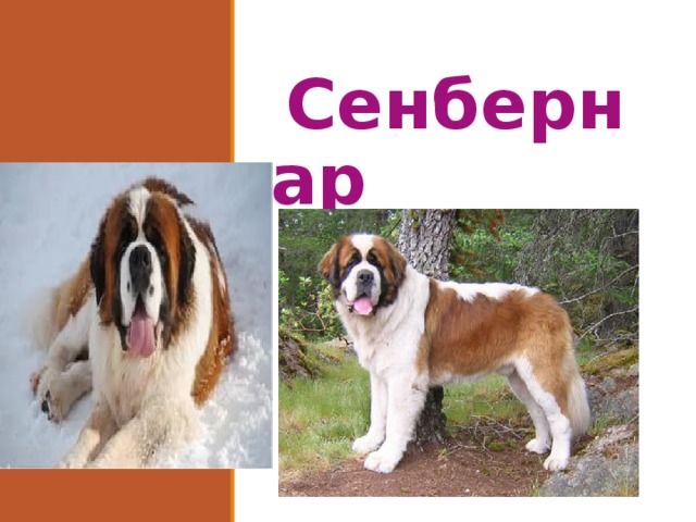 сенбернар Сенбернар  