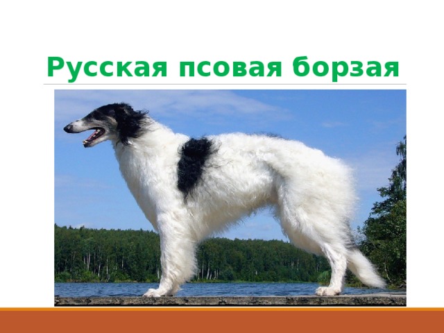 Русская псовая борзая 