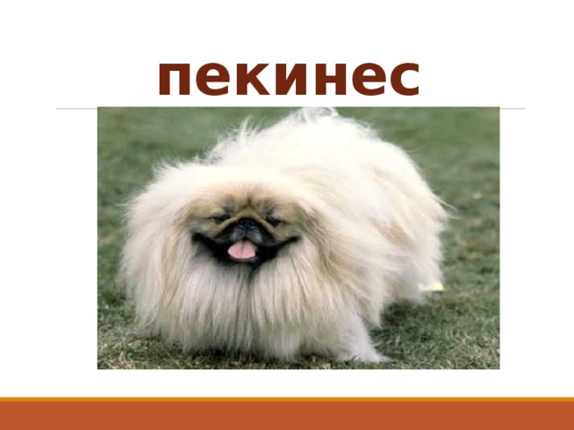 пекинес 