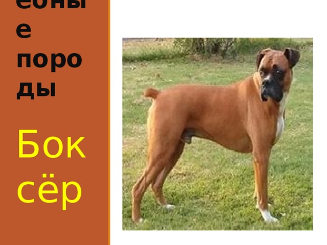 Служебные породы Боксёр 