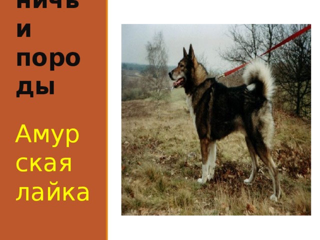 Охот-ничьи породы Амурская лайка 