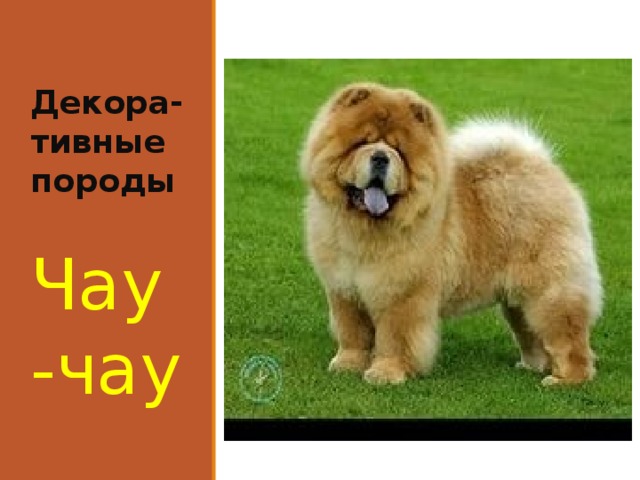 Декора-тивные породы Чау-чау 