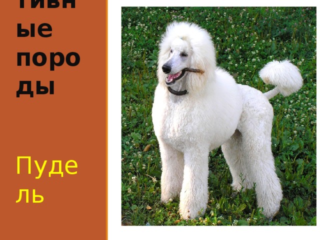 Декора-тивные породы Пудель 