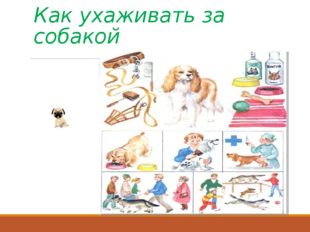 Как ухаживать за собакой 