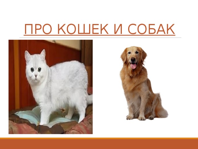 Породы кошек и собак
