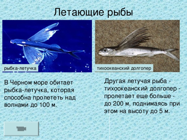 Летающие рыбы Другая летучая рыба - тихоокеанский долгопер - пролетает еще больше - до 200 м, поднимаясь при этом на высоту до 5 м. В Черном море обитает рыбка-летучка, которая способна пролететь над волнами до 100 м.