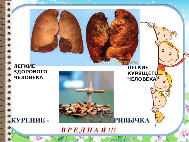 Легкие здорового человека и курильщика рисунок