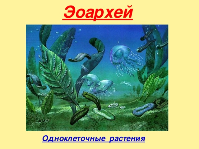 Эоархей  Одноклеточные растения 