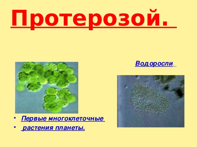 Протерозой.    Водоросли . Первые многоклеточные  растения планеты. 
