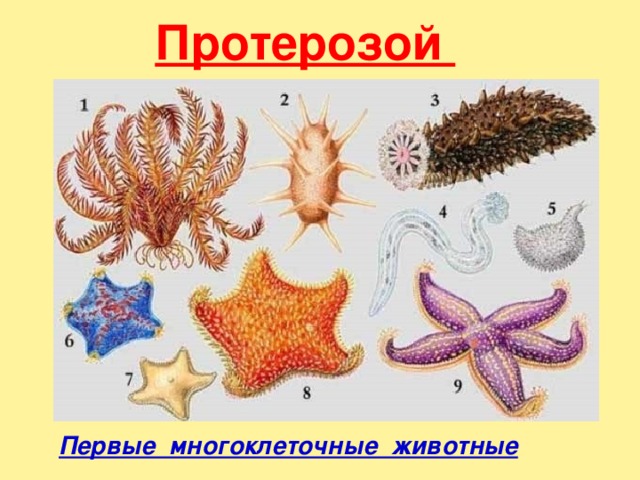Протерозой    Первые многоклеточные животные 