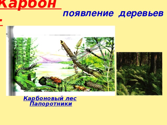 Карбон -  появление деревьев Карбоновый лес  Папоротники 