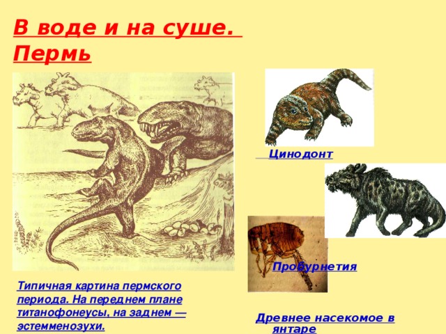 Типичная картина пермского периода. На переднем плане титанофонеусы, на заднем — эстемменозухи. В воде и на суше.  Пермь  Цинодонт  Пробурнетия Древнее насекомое в янтаре 