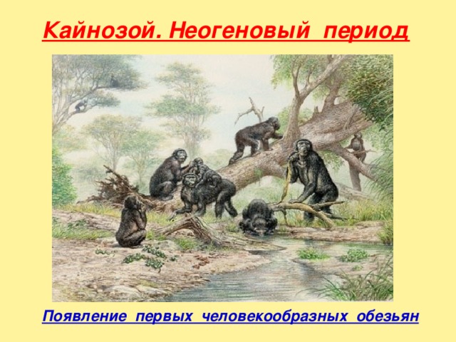 Кайнозой. Неогеновый период  Появление первых человекообразных обезьян 