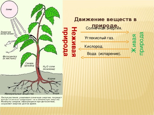 Неживая природа Живая природа Движение веществ в природе. Солнечная энергия. Углекислый газ. Кислород. Вода (испарение). 