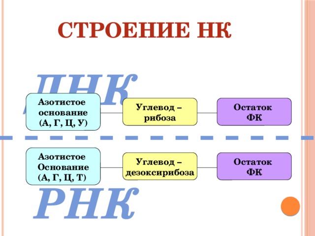 Строение НК ДНК Азотистое основание (А, Г, Ц, У) Углевод – Остаток рибоза ФК Азотистое Основание (А, Г, Ц, Т) Остаток Углевод – ФК дезоксирибоза РНК 