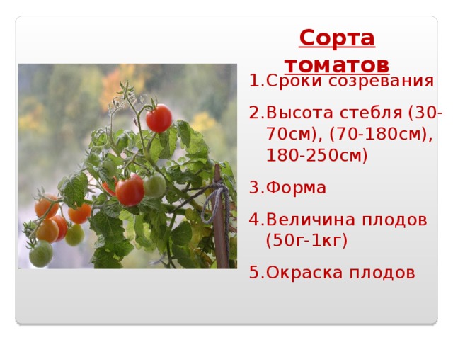 Сорта томатов Сроки созревания Высота стебля (30-70см), (70-180см), 180-250см) Форма Величина плодов (50г-1кг) Окраска плодов 
