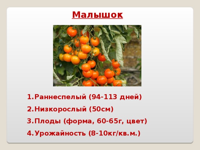 Малышок Раннеспелый (94-113 дней) Низкорослый (50см) Плоды (форма, 60-65г, цвет) Урожайность (8-10кг/кв.м.)  