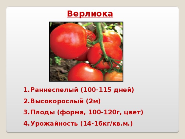 Верлиока Раннеспелый (100-115 дней) Высокорослый (2м) Плоды (форма, 100-120г, цвет) Урожайность (14-16кг/кв.м.)  