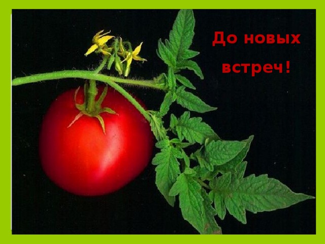 До новых встреч! 
