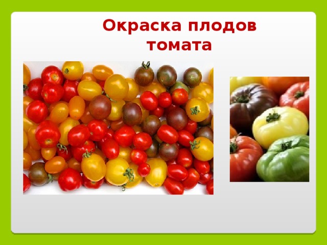 Окраска плодов томата 