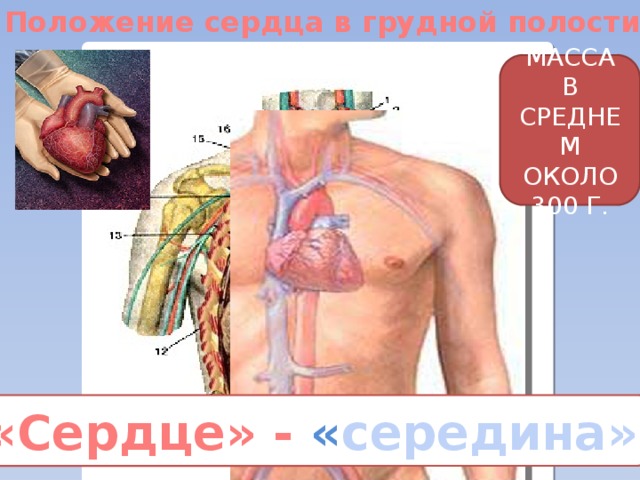 Положение сердца в грудной полости МАССА В СРЕДНЕМ ОКОЛО 300 Г. «Сердце» - « середина» 