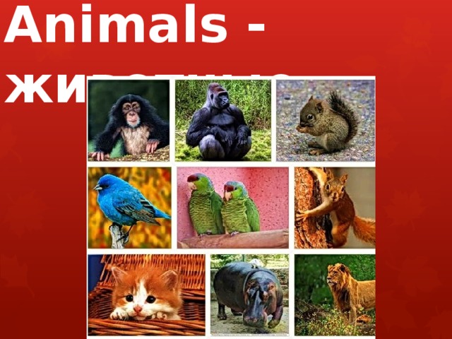 Animals - животные 