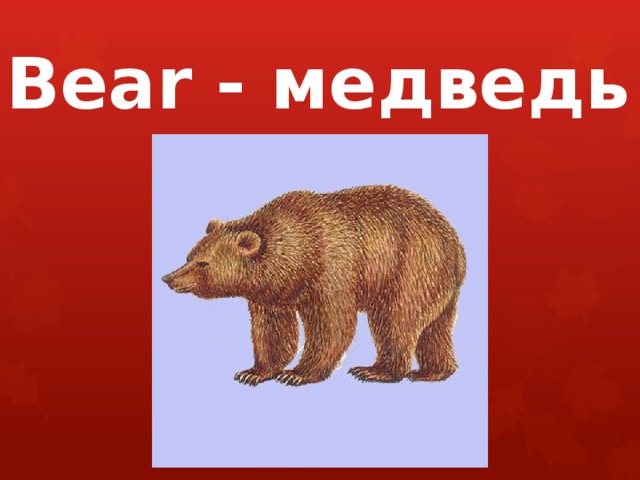 Bear - медведь 