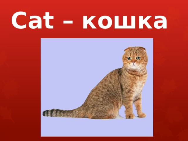 Cat – кошка 