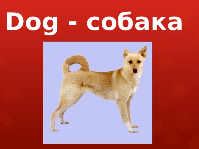 Dog - собака 