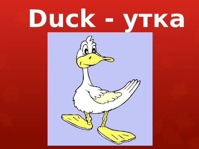 Duck - утка 