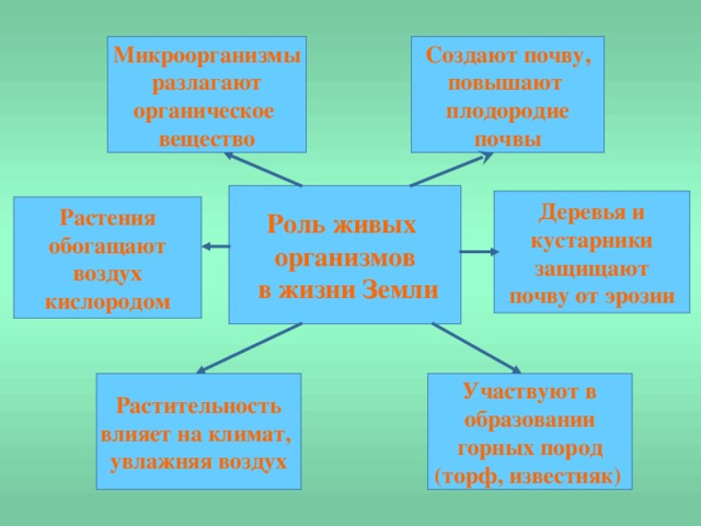 Микроорганизмы разлагают органическое вещество Создают почву, повышают плодородие почвы Роль живых организмов  в жизни Земли Деревья и кустарники защищают почву от эрозии Растения обогащают воздух кислородом Участвуют в образовании горных пород (торф, известняк)  Растительность влияет на климат, увлажняя воздух 