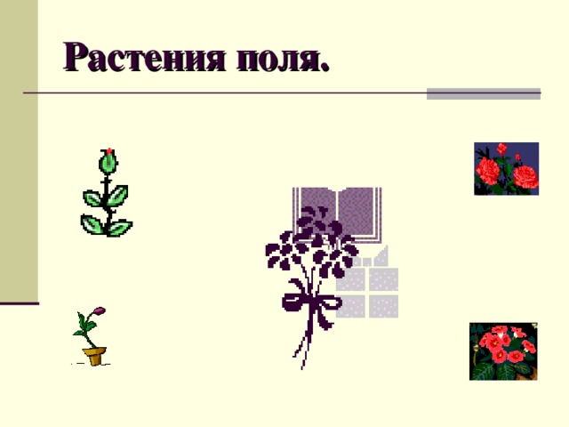 Растения поля. 