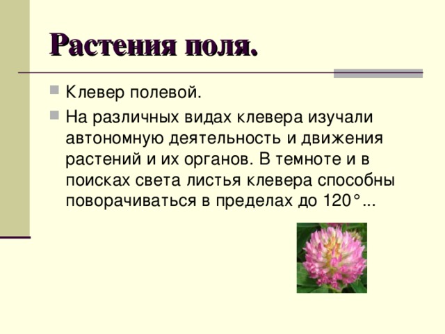 Растения поля. Клевер полевой. На различных видах клевера изучали автономную деятельность и движения растений и их органов. В темноте и в поисках света листья клевера способны поворачиваться в пределах до 120°... 