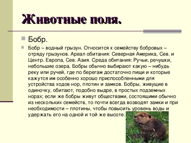 Известно что обыкновенный речной бобр полуводное млекопитающее 59 фото - ZooClev