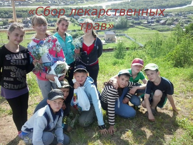 «Сбор лекарственных трав» 