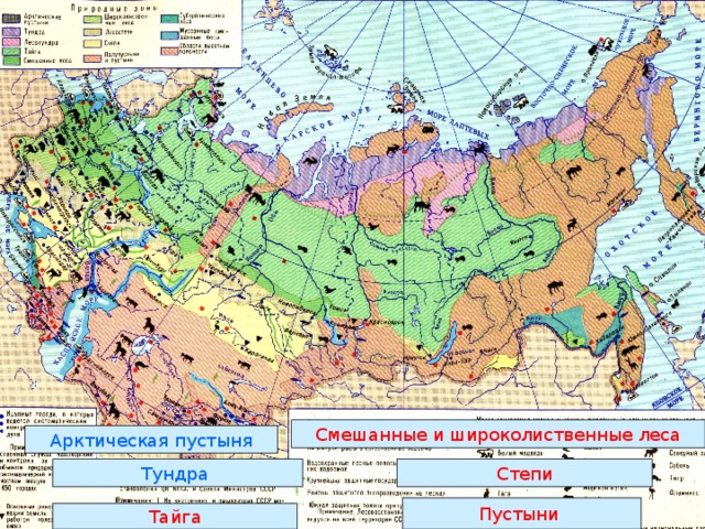 Смешанные и широколиственные леса Арктическая пустыня Тундра Степи Пустыни Тайга 