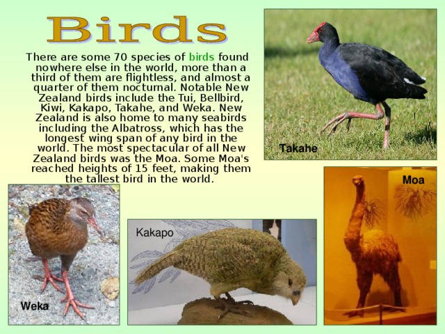  There are some 70 species of birds found nowhere else in the world, more than a third of them are flightless, and almost a quarter of them nocturnal. Notable New Zealand birds include the Tui, Bellbird, Kiwi, Kakapo, Takahe, and Weka. New Zealand is also home to many seabirds including the Albatross, which has the longest wing span of any bird in the world. The most spectacular of all New Zealand birds was the Moa. Some Moa's reached heights of 15 feet, making them the tallest bird in the world.  Takahe  Moa Kakapo  Weka  