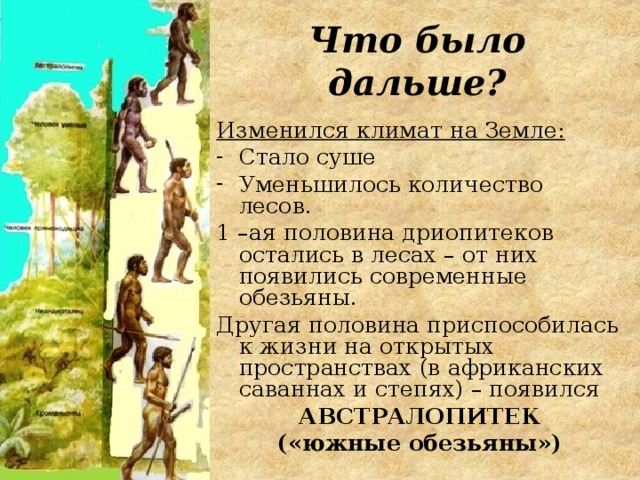 Что было дальше? Изменился климат на Земле: Стало суше Уменьшилось количество лесов. 1 –ая половина дриопитеков остались в лесах – от них появились современные обезьяны. Другая половина приспособилась к жизни на открытых пространствах (в африканских саваннах и степях) – появился АВСТРАЛОПИТЕК («южные обезьяны»)  