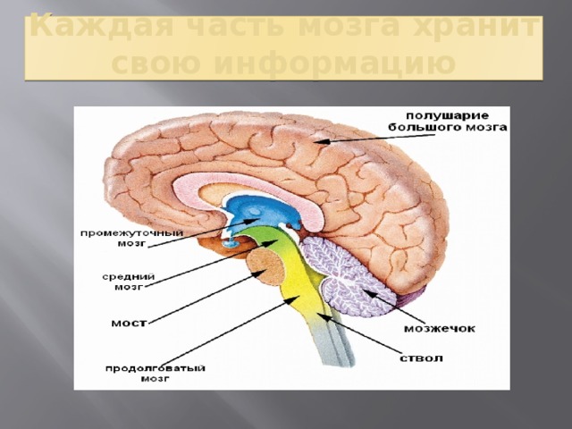 Каждая часть мозга хранит свою информацию 