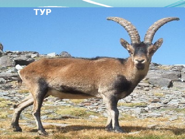ТУР 