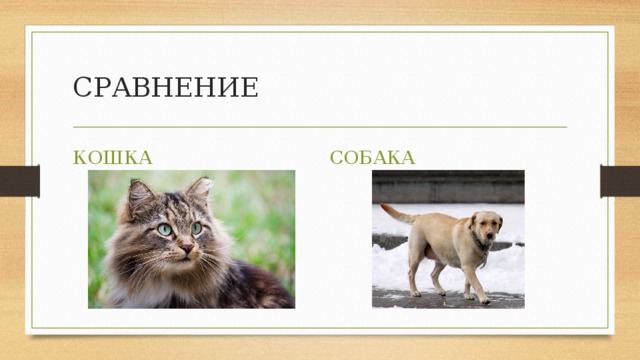 СРАВНЕНИЕ КОШКА СОБАКА 