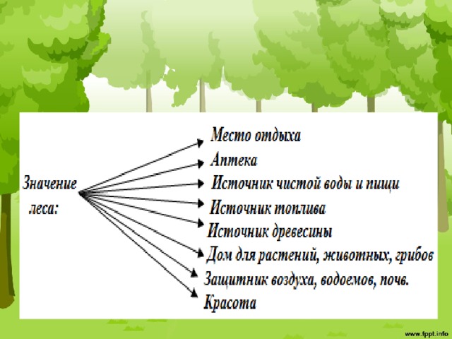 Значение леса схема