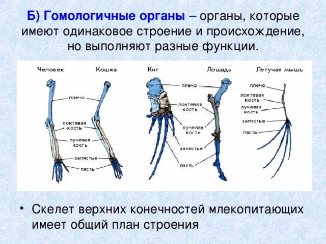 Какие словосочетания имеют одинаковое строение подчеркни их допиши схему их строения алый цветок