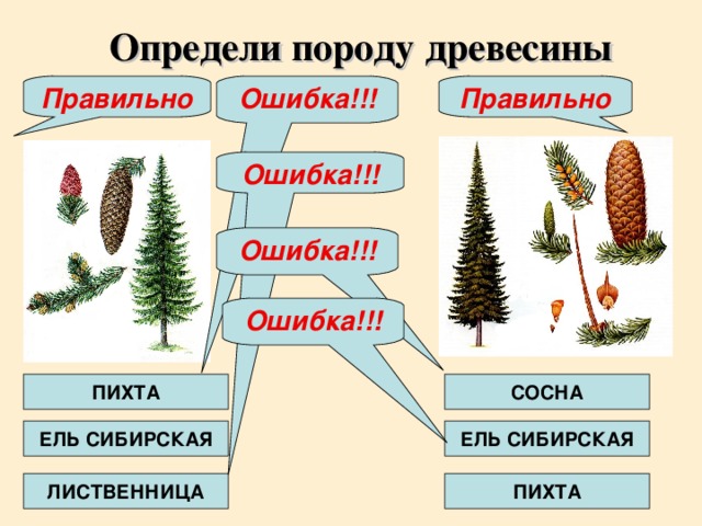 Ошибка!!! Определи породу древесины Ошибка!!! Правильно Правильно Ошибка!!! Ошибка!!! ПИХТА СОСНА ЕЛЬ СИБИРСКАЯ ЕЛЬ СИБИРСКАЯ ЛИСТВЕННИЦА ПИХТА