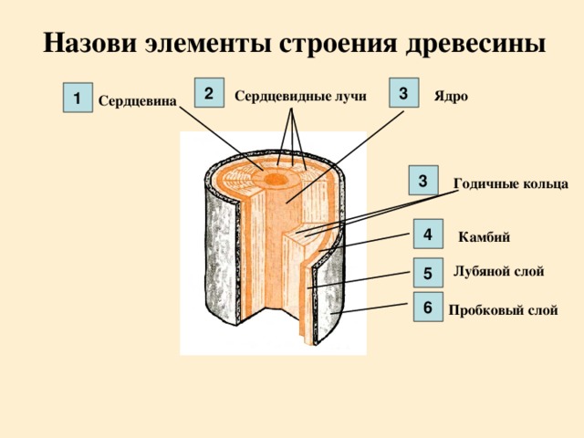 Назови элементы строения древесины 3 2 Ядро Сердцевидные лучи 1 Сердцевина 3 Годичные кольца 4 Камбий Лубяной слой 5 6 Пробковый слой