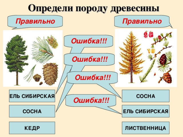 Определи породу древесины Правильно Правильно Ошибка!!! Ошибка!!! Ошибка!!! ЕЛЬ СИБИРСКАЯ СОСНА Ошибка!!! СОСНА ЕЛЬ СИБИРСКАЯ КЕДР ЛИСТВЕННИЦА
